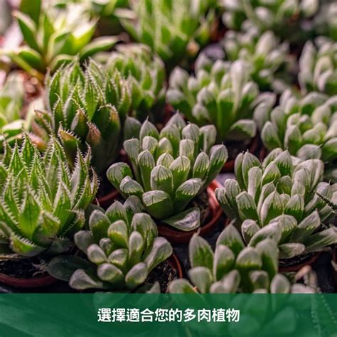 適合辦公室植物|辦公室植物養護全攻略